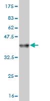 Anti-AP4B1 Mouse Monoclonal Antibody [clone: 1B7]