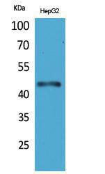 Antibody anti-HOXD3 100 µg