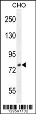 Anti-DIEXF Rabbit Polyclonal Antibody