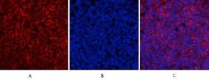 Immunofluorescence analysis of mouse spleen tissue using Anti-ERK1 + ERK2 (phospho Thr202) Antibody (red) at 1:200 (4°C overnight). Cy3 labelled secondary antibody was used at 1:300 (RT 50min). Panel A: Target. Panel B: DAPI. Panel C: Merge.