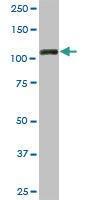 Anti-TRIM28 Mouse Monoclonal Antibody [clone: 4E6]