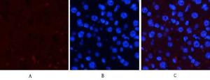 Immunofluorescence analysis of mouse liver tissue using Anti-ERK1 + ERK2 (phospho Thr202) Antibody (red) at 1:200 (4°C overnight). Cy3 labelled secondary antibody was used at 1:300 (RT 50min). Panel A: Target. Panel B: DAPI. Panel C: Merge.