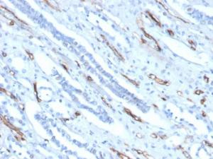 Antibody A253797-100 100 µg