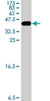 Anti-MGEA5 Mouse Polyclonal Antibody