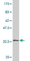 Anti-EIF4EBP2 Mouse Monoclonal Antibody [clone: 2G8]