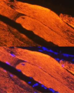 Immunofluorescence analysis of mouse skeletal muscle using Anti-Calsequestrin 1 Antibody [ARC2209] (A305681) at a dilution of 1:100. DAPI was used to stain the cell nuclei (blue)