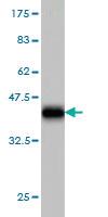 Anti-MAN1B1 Mouse Monoclonal Antibody [clone: 6B1]