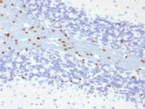 Immunohistochemical analysis of formalin-fixed, paraffin-embedded mouse brain using Anti-SOX10 Antibody [SOX10/991]