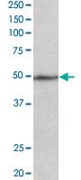 Anti-CADM1 Goat Polyclonal Antibody