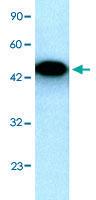 Anti-EYA3 Rabbit Polyclonal Antibody