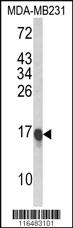 Anti-IL33 Rabbit Polyclonal Antibody