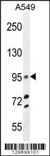 Anti-TRIM9 Rabbit Polyclonal Antibody