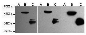 Anti-Green Fluorescent Protein, enhanced EGFP, EYFP) Mouse Monoclonal Antibody [clone: 13k51]