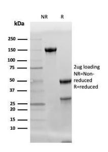 Antibody A253797-100 100 µg