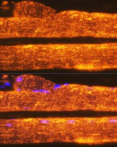 Immunofluorescence analysis of rat skeletal muscle using Anti-Calsequestrin 1 Antibody [ARC2209] (A305681) at a dilution of 1:100. DAPI was used to stain the cell nuclei (blue)