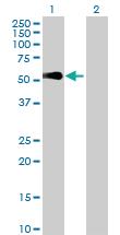 Anti-SNX32 Mouse Polyclonal Antibody