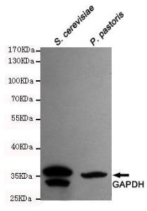 Anti-GAPDH Mouse Monoclonal Antibody [clone: 13k56]