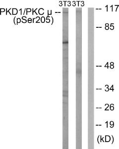 Antibody anti-PKC MU phospho SER205