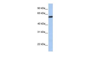 Anti-YAP1 Rabbit Polyclonal Antibody