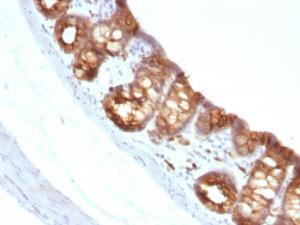 Immunohistochemical analysis of formalin-fixed, paraffin-embedded rat colon using Anti-Cytokeratin 18 Antibody [KRT18/1190]