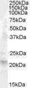 Anti-FGF21 Goat Polyclonal Antibody