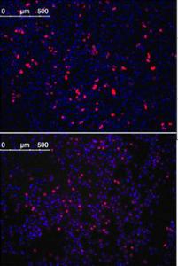 Anti-KLF4 Mouse Monoclonal Antibody (AP (Alkaline Phosphatase)) [clone: 56CT5.1.6]