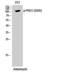 Antibody anti-PKC MU phospho SER205