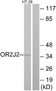 Anti-OR2J2 Rabbit Polyclonal Antibody