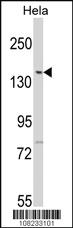 Anti-PRR18 Rabbit Polyclonal Antibody