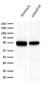 Western blot analysis of (A) human stomach and (B) human intestine lysates using Anti-Cytokeratin 18 Antibody [KRT18/1190]