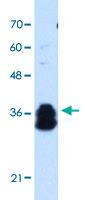 Anti-FAM134B Rabbit Polyclonal Antibody