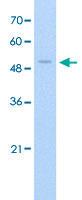 Anti-FAM174B Rabbit Polyclonal Antibody