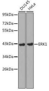 Western blot analysis of extracts of various cell lines, using Anti-ERK1 Antibody (A12556) at 1:1,000 dilution. The secondary antibody was Goat Anti-Rabbit IgG H&L Antibody (HRP) at 1:10,000 dilution.