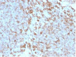 Immunohistochemical analysis of formalin-fixed, paraffin-embedded human tonsil tissue using Anti-CD27 Antibody [LPFS2/4176]