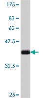 Anti-HRH3 Mouse Polyclonal Antibody