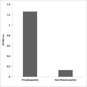 ELISA for immunogen phosphopeptide (left) and non-phosphopeptide (right) using Anti-TOP2A (phospho Ser1525) Antibody