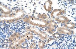 Anti-FAM174B Rabbit Polyclonal Antibody