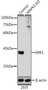 Western blot analysis of extracts from normal (control) and ERK1 Rabbit polyclonal antibody knockout (KO) 293T cells, using Anti-ERK1 Antibody (A12556) at 1:1,000 dilution. The secondary antibody was Goat Anti-Rabbit IgG H&L Antibody (HRP) at 1:10,000 dilution.