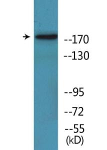 Western blot analysis of lysates from RAW264.7 cells treated with TNF 20ng/ml 5' using Anti-TOP2A (phospho Ser1525) Antibody