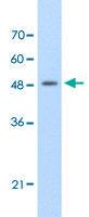 Anti-FAM174B Rabbit Polyclonal Antibody