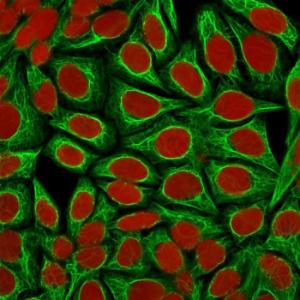 Immunofluorescent analysis of HeLa cells stained with Anti-Cytokeratin 18 Antibody [KRT18/1190] (CF&#174; 488) (Green). Nuclear counterstain is RedDot.