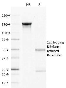 Antibody anti-CD27 LPFS21611 BSA 100 µg