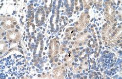 Anti-FAM174B Rabbit Polyclonal Antibody