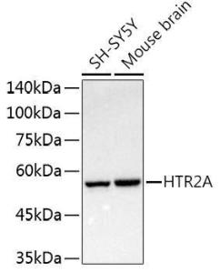 Western blot analysis of extracts of various cell lines, using Anti-5 hT2A Receptor Antibody (A307137) at 1:1000 dilution. The secondary Antibody was Goat Anti-Rabbit IgG H&L Antibody (HRP) at 1:10000 dilution. Lysates/proteins were present at 25 µg per lane