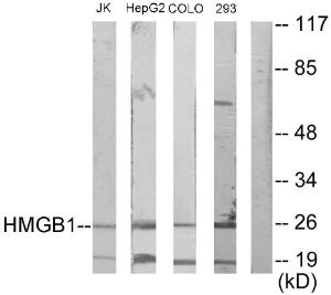 Western blot analysis of lysates from Jurkat, HepG COLO205, and 293 cells using Anti-HMGB1 Antibody The right hand lane represents a negative control, where the antibody is blocked by the immunising peptide