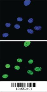 Anti-XRCC1 Rabbit Polyclonal Antibody