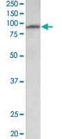 Anti-MFSD6 Goat Polyclonal Antibody