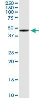 Anti-SOHLH2 Rabbit Polyclonal Antibody