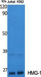 Western blot analysis of various cells using Anti-HMGB1 Antibody