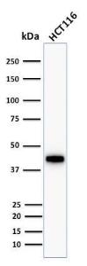 Western blot analysis of human HCT116 cell lysate using Anti-Cytokeratin 18 Antibody [KRT18/1190]